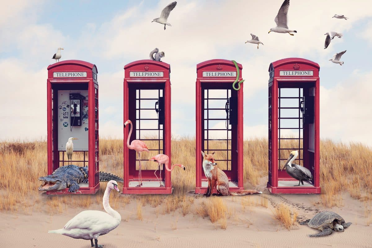 The Ocean Is Calling — coastal bird fine art print by Dana Klein Creative