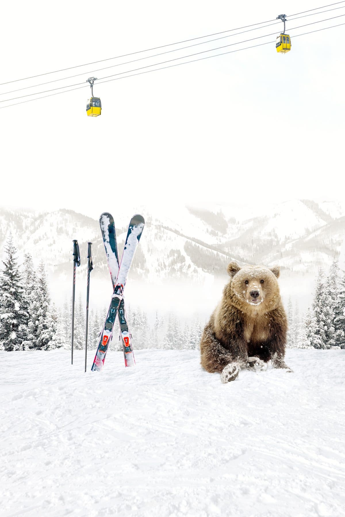 Lunch Break — winter wildlife fine art print by Dana Klein Creative, Park City Utah