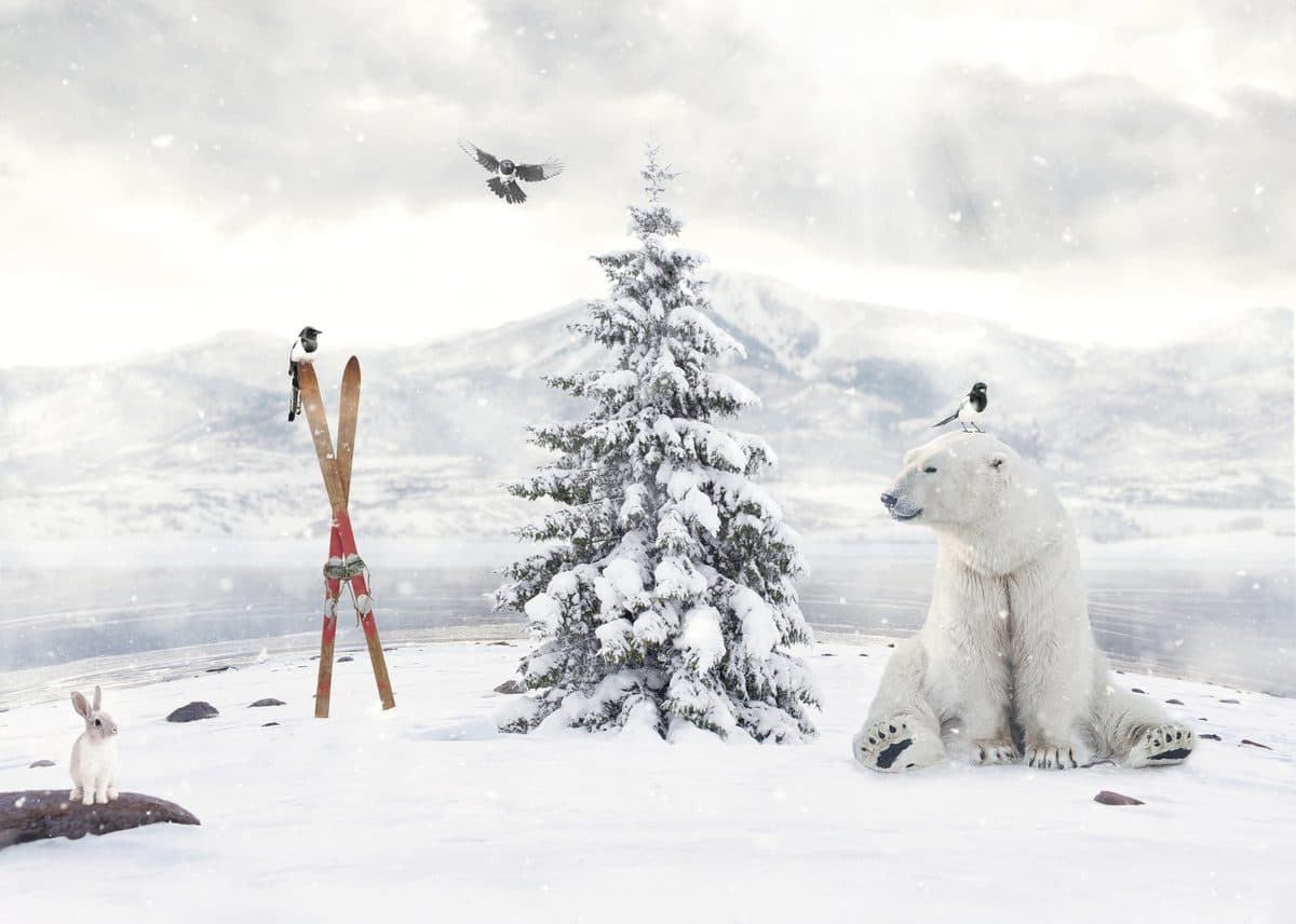 Polar Plunge — winter polar bear fine art print by Dana Klein Creative, Park City Utah