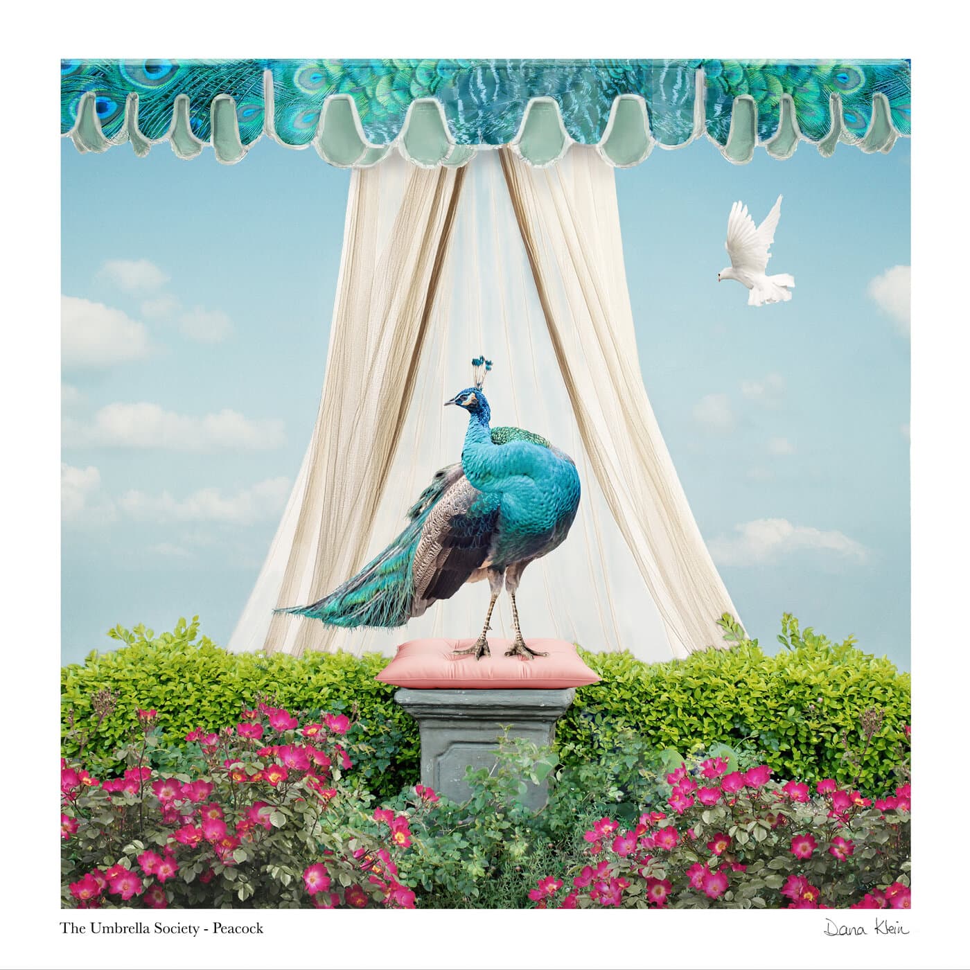 Peacock — whimsical animal fine art print with peacock-feather umbrella by Dana Klein Creative, Park City Utah