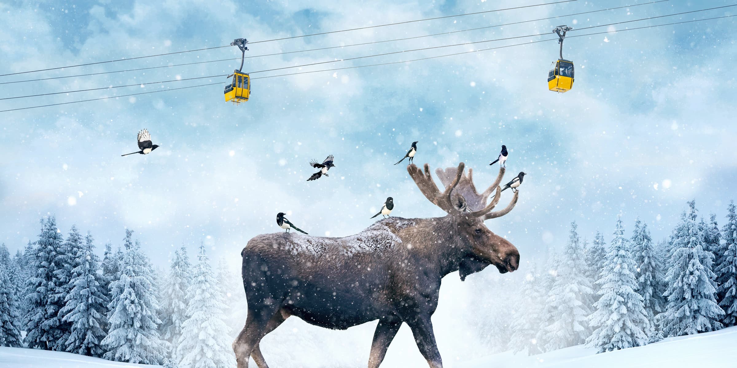 Moose Lift, limited edition fine art print by Dana Klein