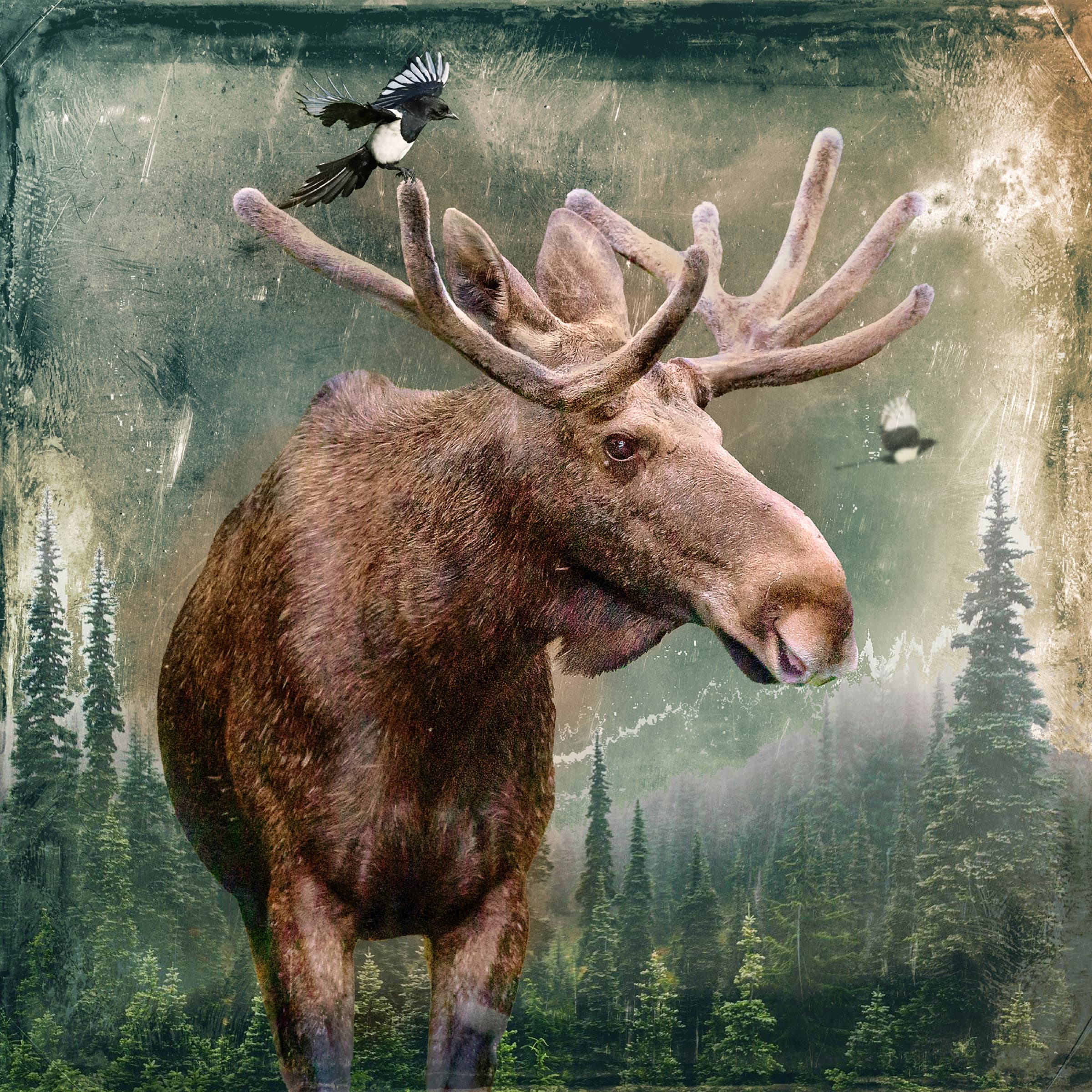 Willow, limited edition fine art print by Dana Klein