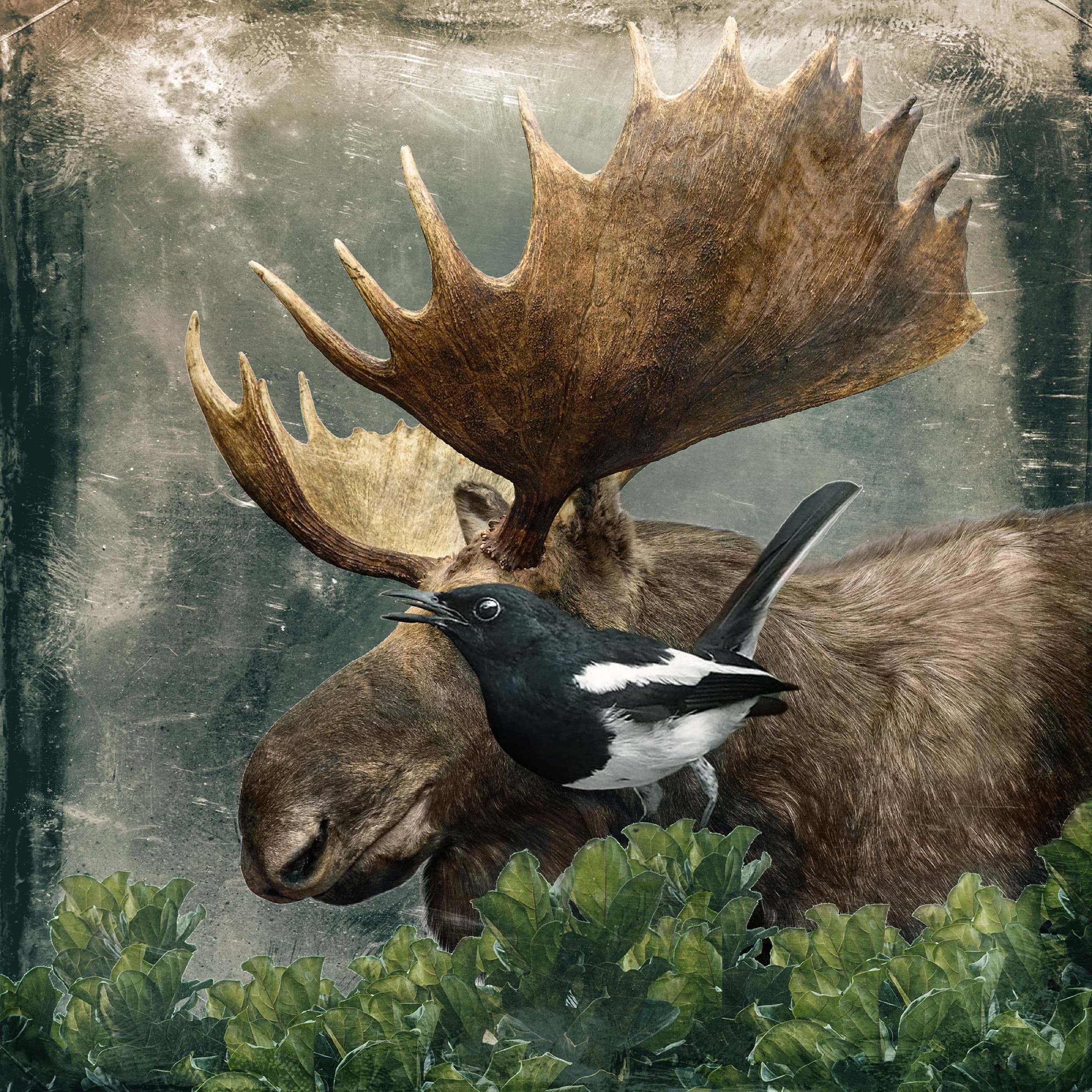 Secret, limited edition fine art print by Dana Klein