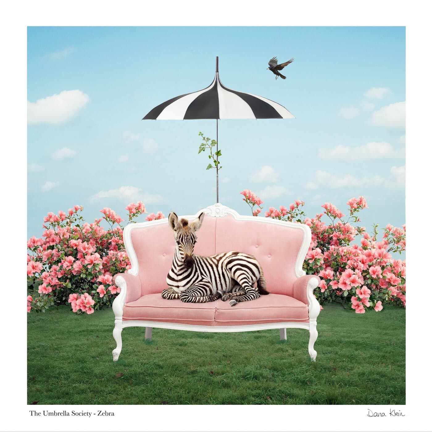 Zebra — whimsical animal fine art print with striped umbrella by Dana Klein Creative, Park City Utah