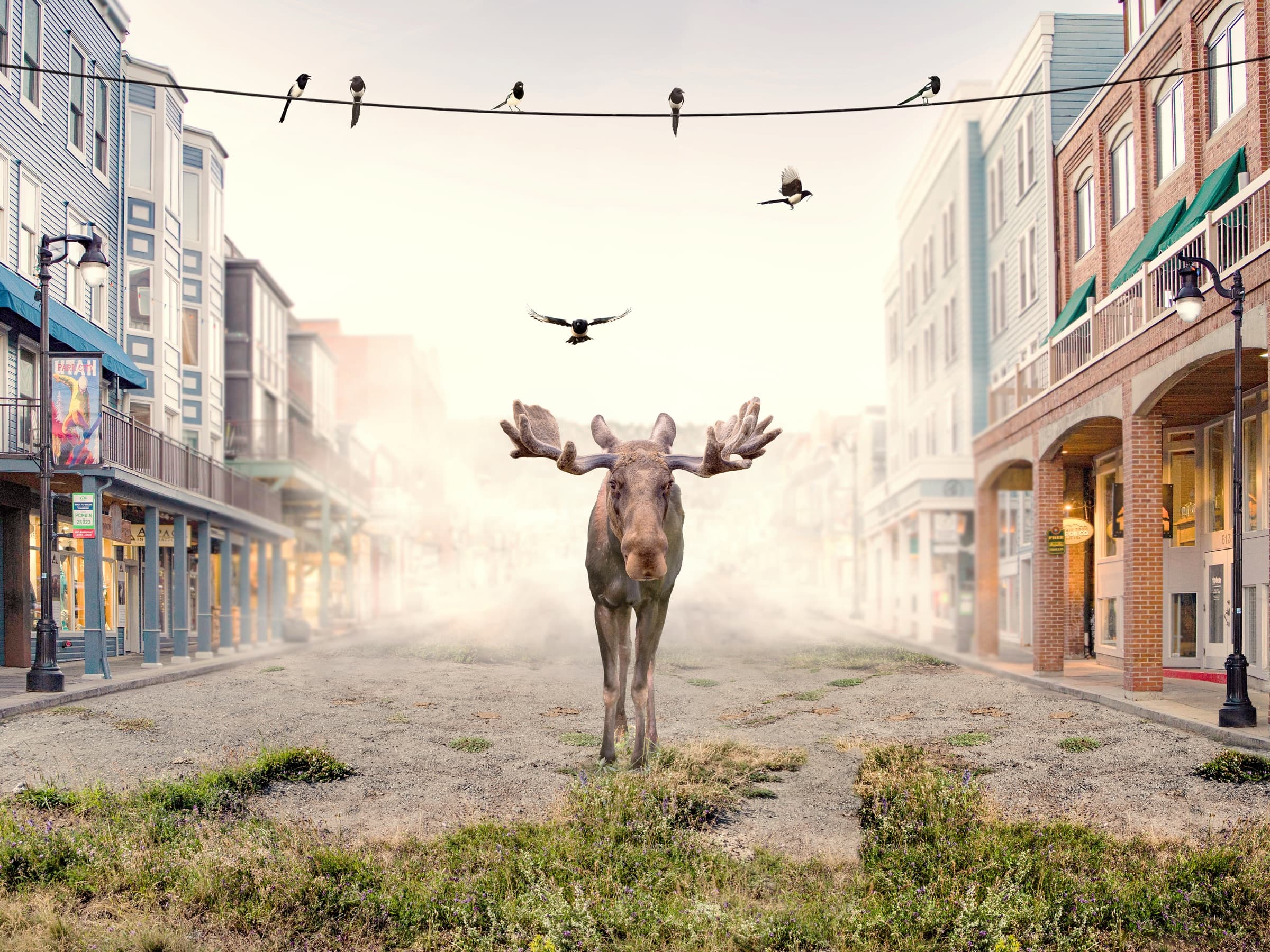 Moose On Main, limited edition fine art print by Dana Klein