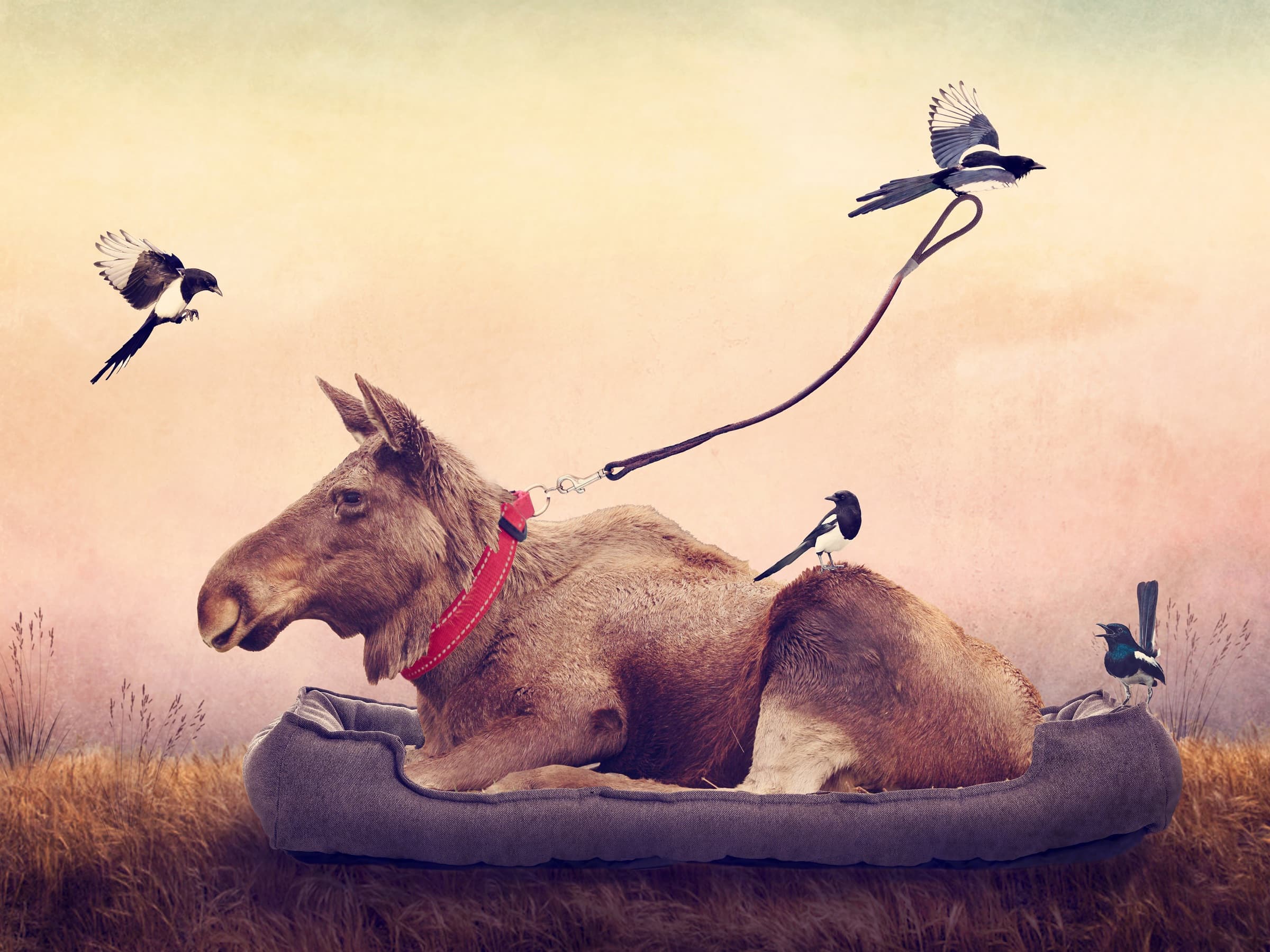 Walk This Way, limited edition fine art print by Dana Klein