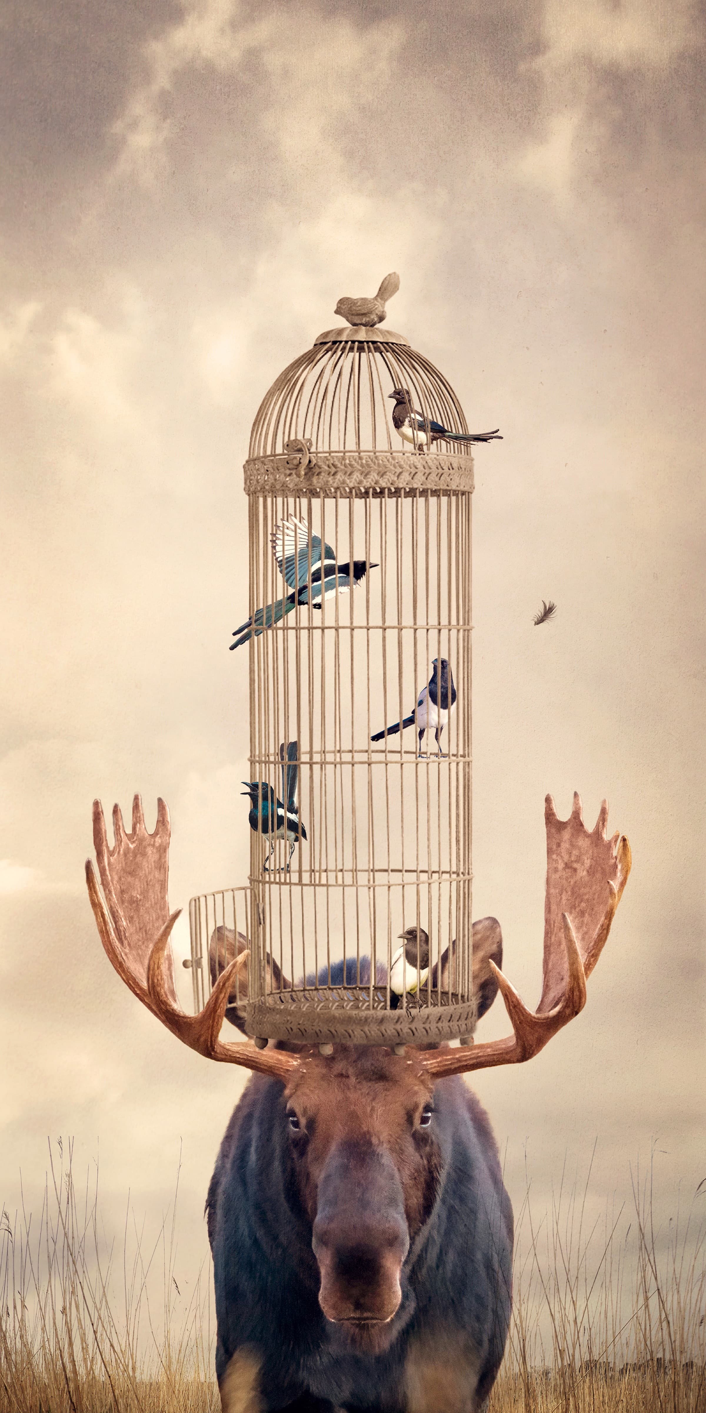 Feathered Friends, limited edition fine art print by Dana Klein